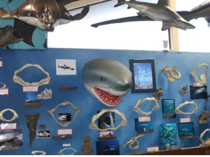Picture of Whale, Sea Life, & Shark Museum