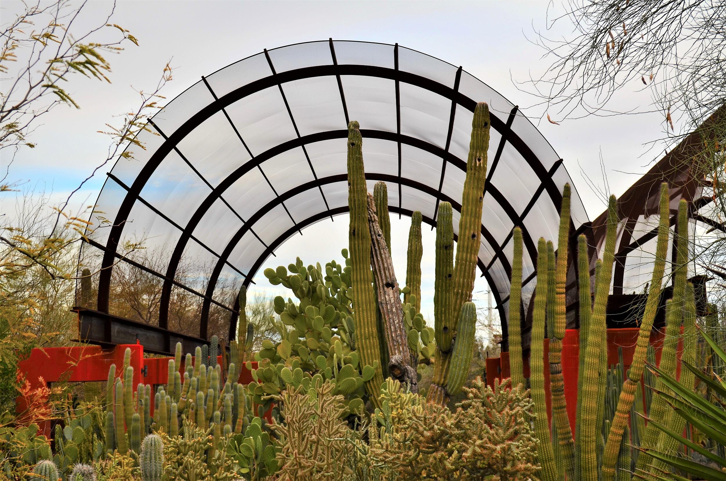 Picture of Desert Botanical Garden