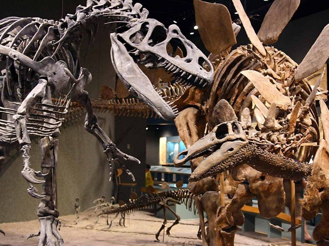 Picture of Denver Museum of Nature & Science