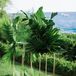 Tropical Hawaiian Greenery in Tall Gold Vases
