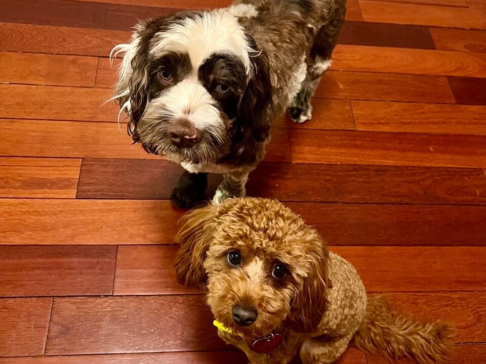 Picture of LIFE'S A PAWTY