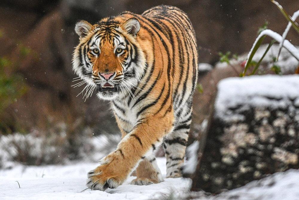 Picture of Mike the Tiger's Habitat