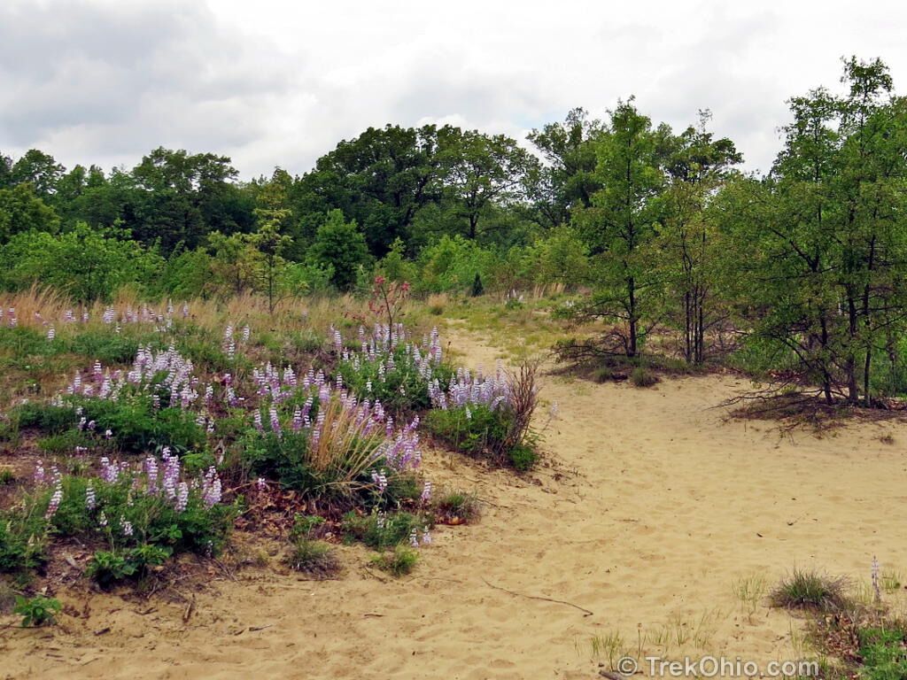 Picture of Oak Openings Preserve Metropark