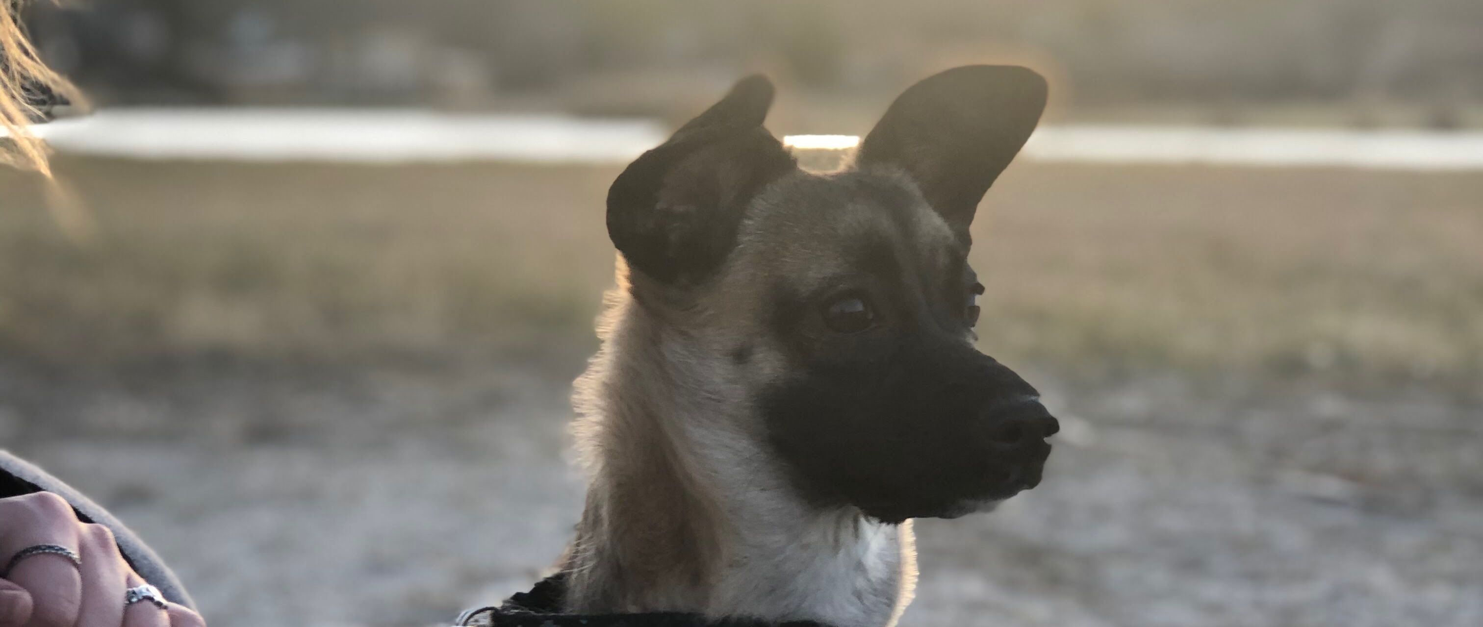 Picture of Ella Marie “Beanie”