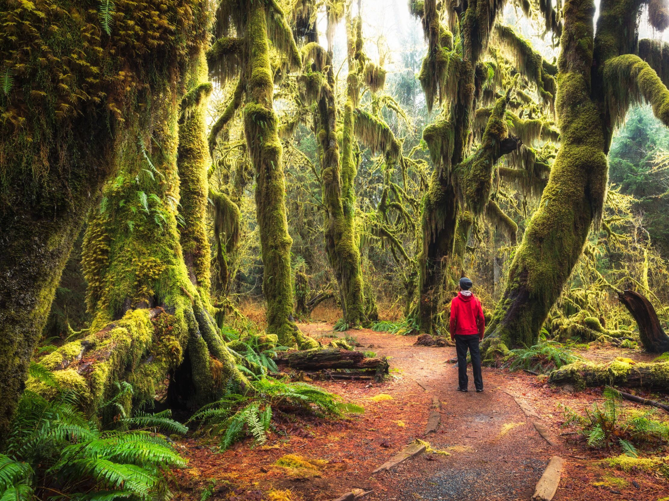 Picture of Olympic National Park