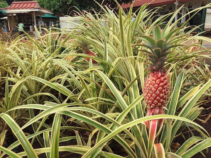 Picture of Dole Plantation