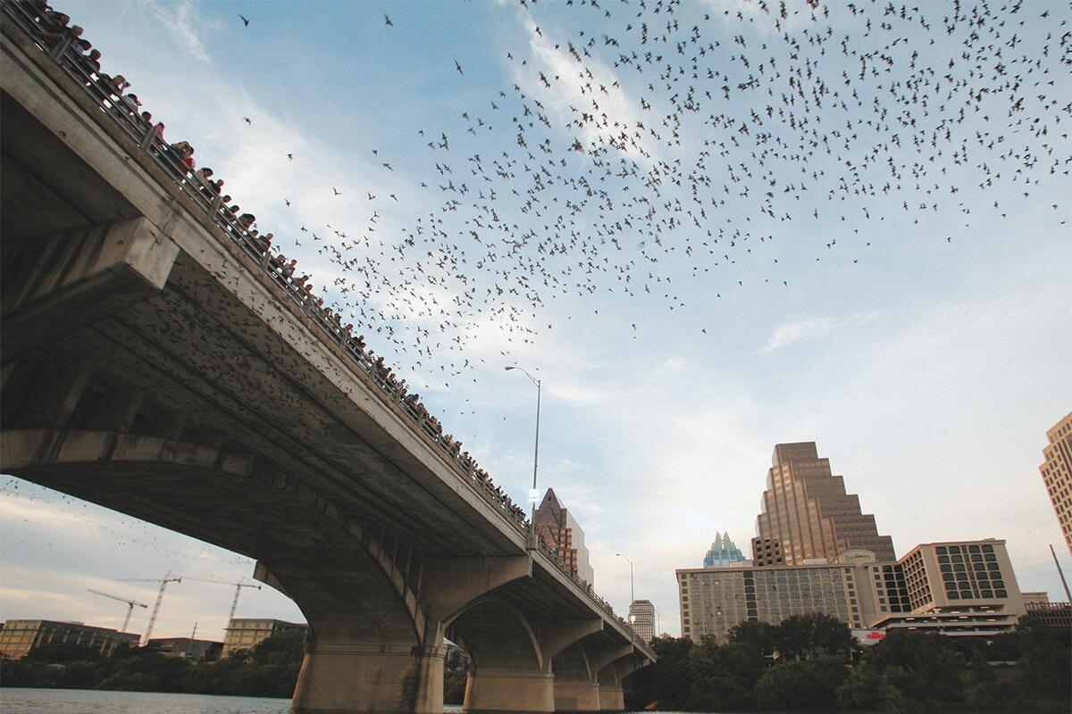 Picture of Bat viewing site