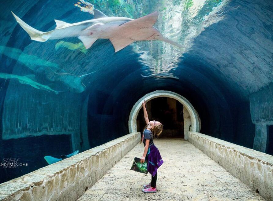 Picture of The Dallas World Aquarium