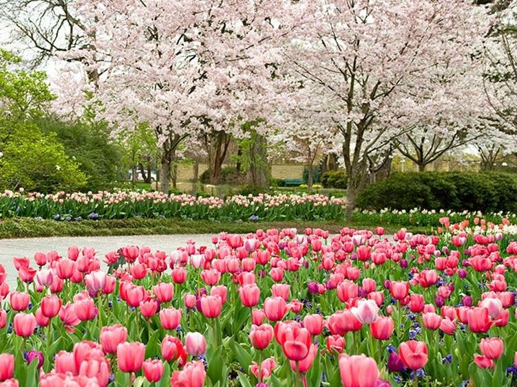 Picture of The Dallas Arboretum and Botanical Garden