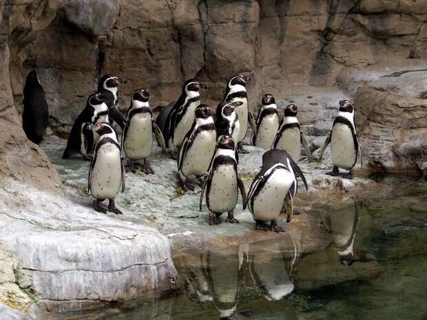 Picture of Visit the St. Louis Zoo!