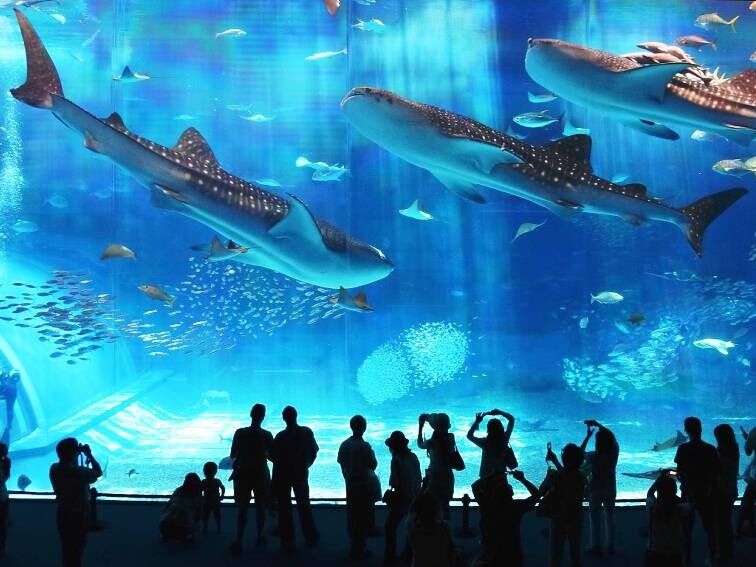 Picture of Austin Aquarium