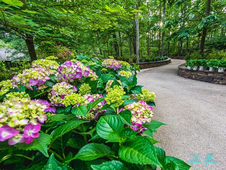 Picture of Garvan Woodland Gardens