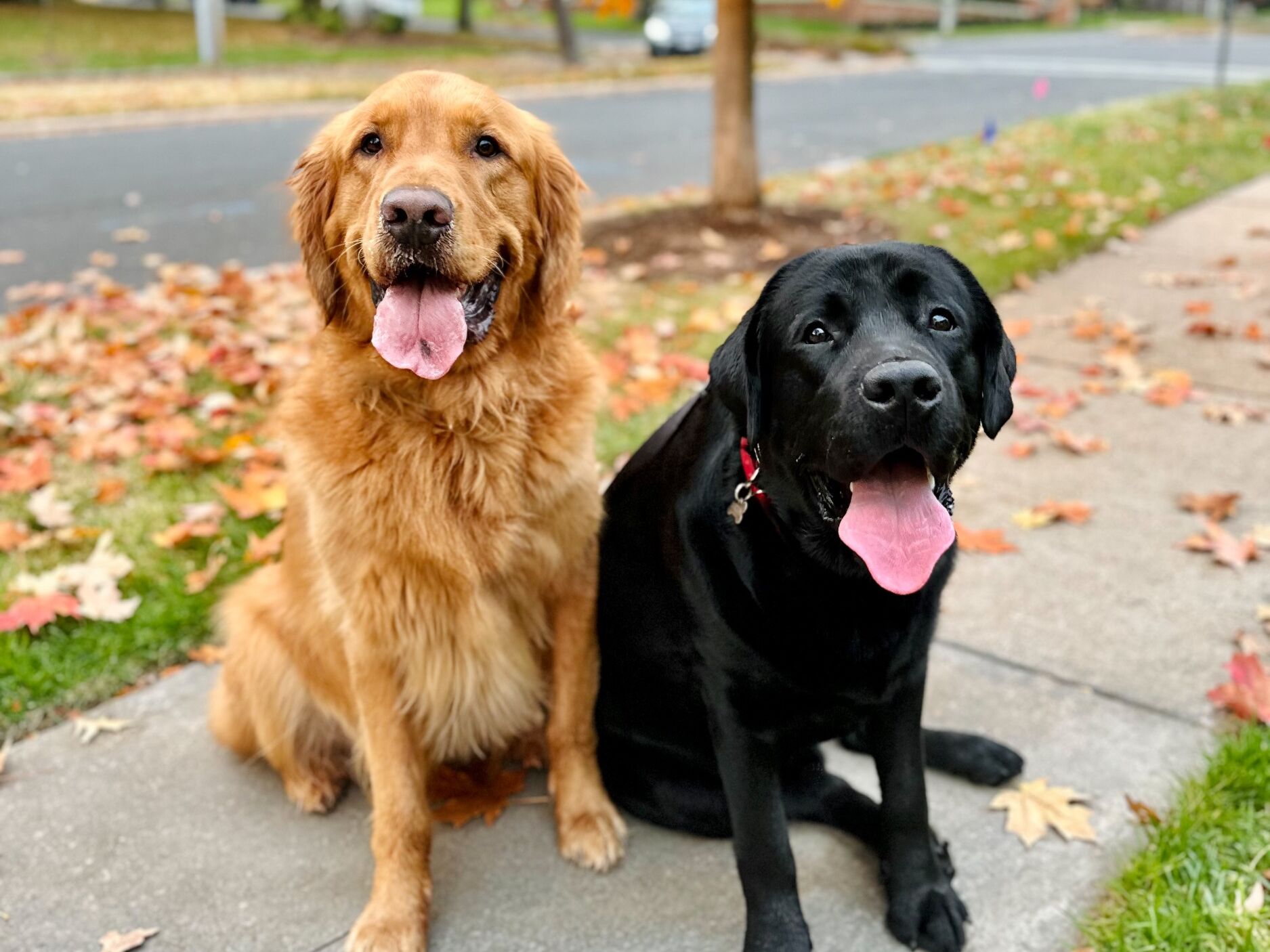 Picture of Morning Dog Walks
