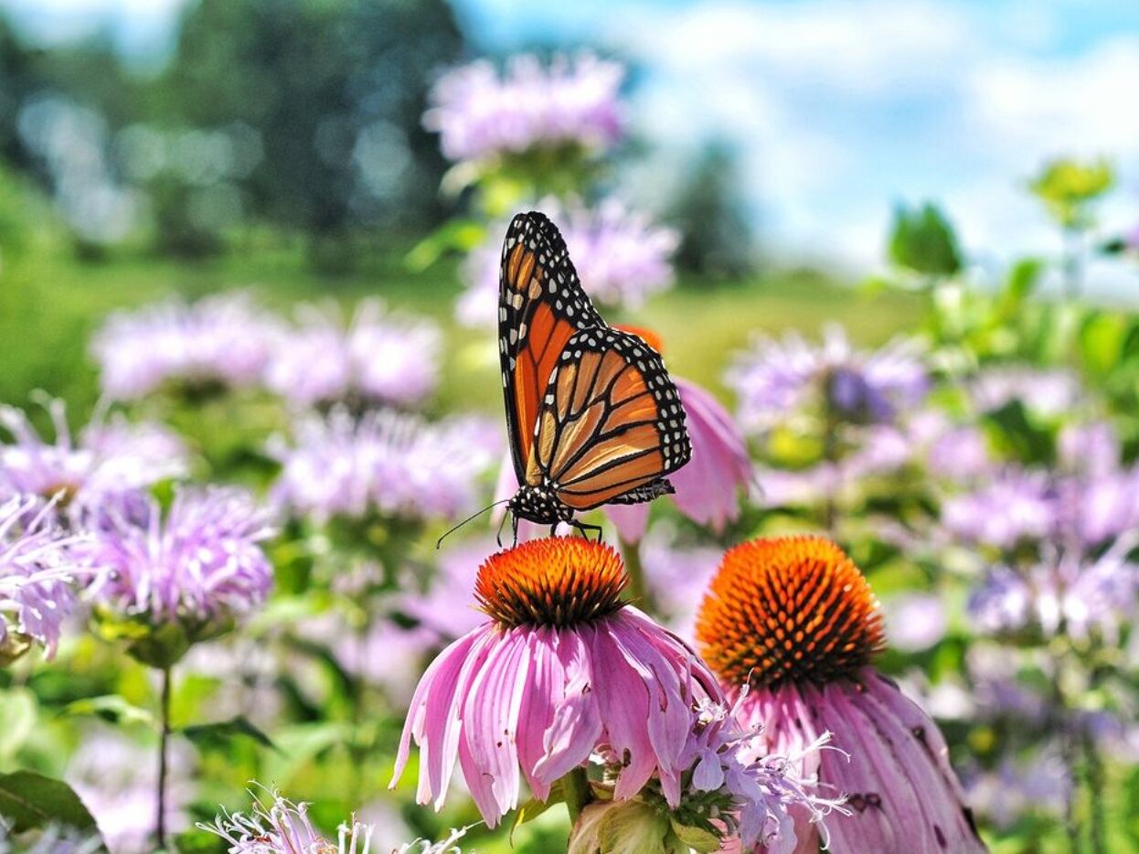 Picture of Norfolk Botanical Garden