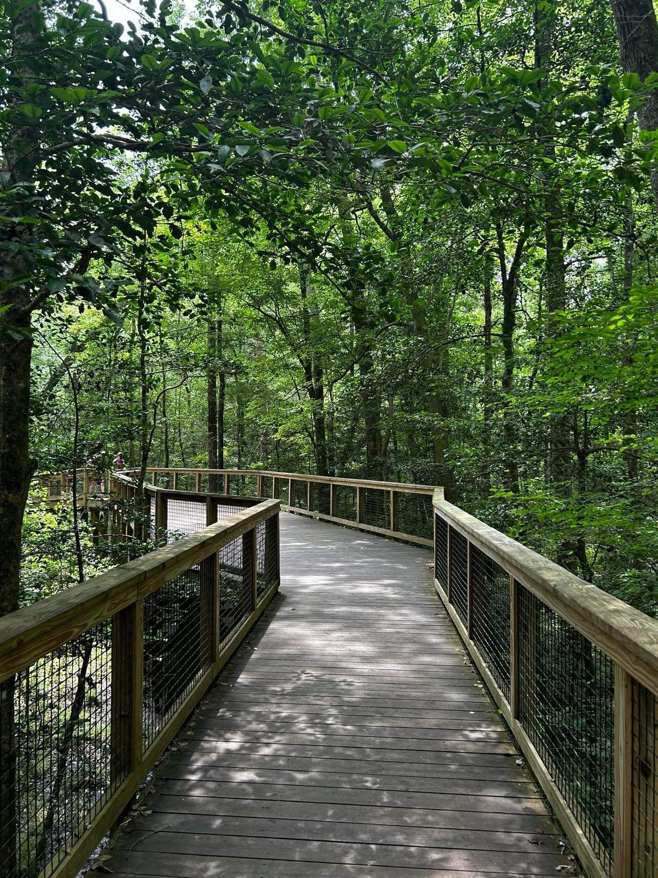 Picture of Congaree National Park