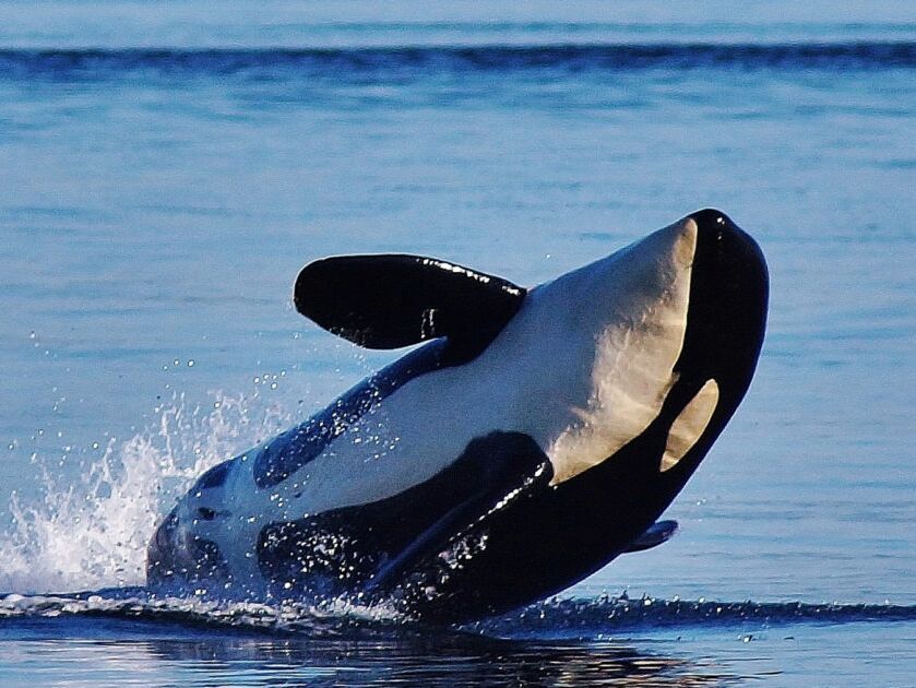Picture of Whale Watching from Anacortes