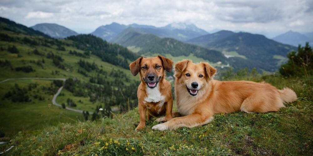 Picture of It Was Love At First Sniff