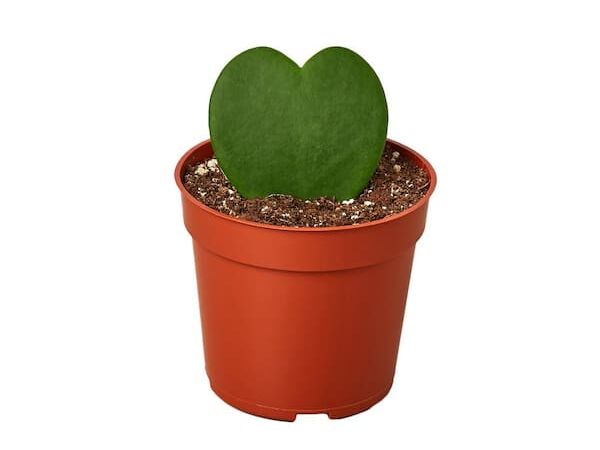A heart shaped Hoya succulent in an orange pot from Home Depot