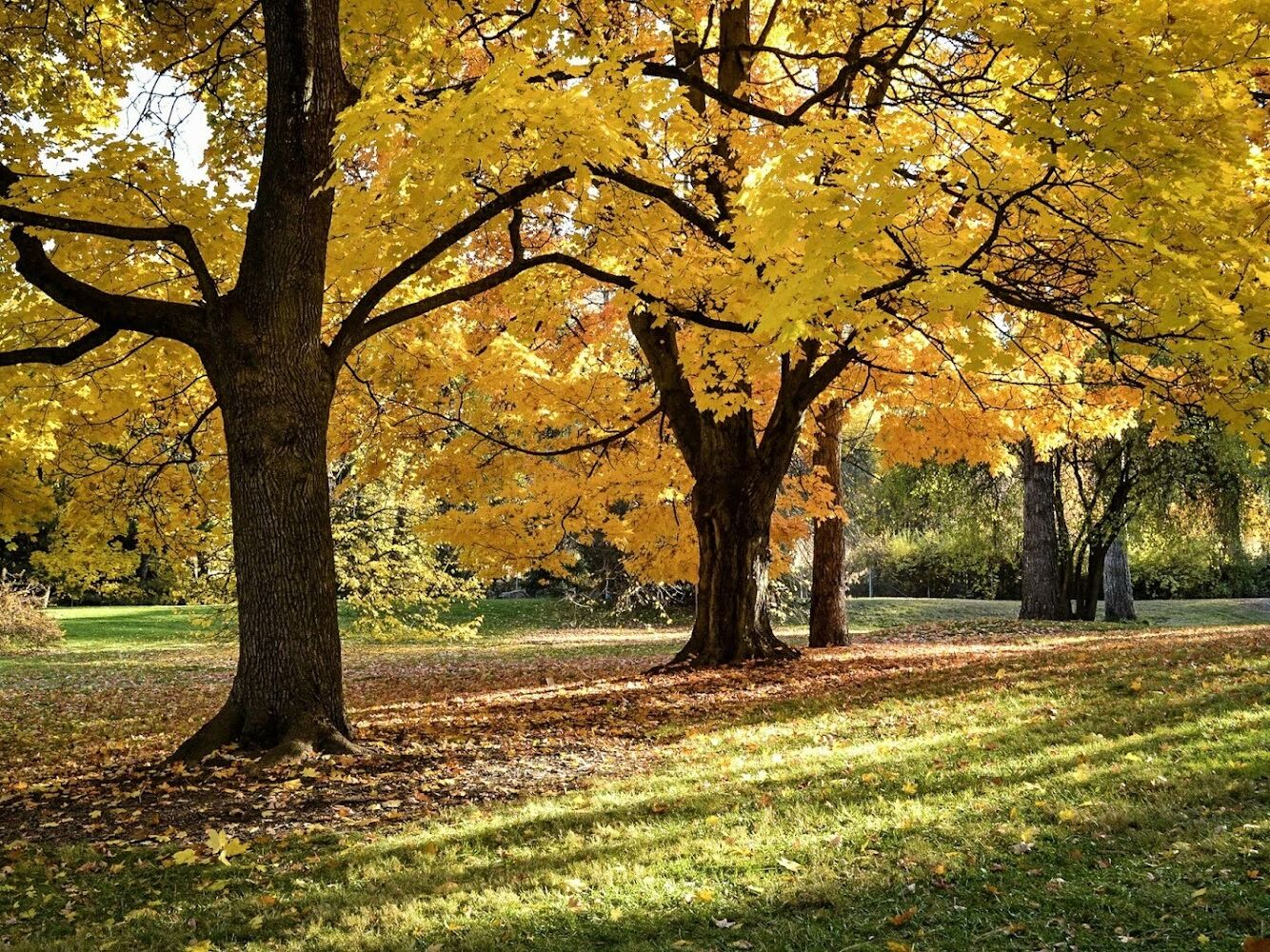 Picture of John A. Finch Arboretum
