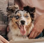 Nala