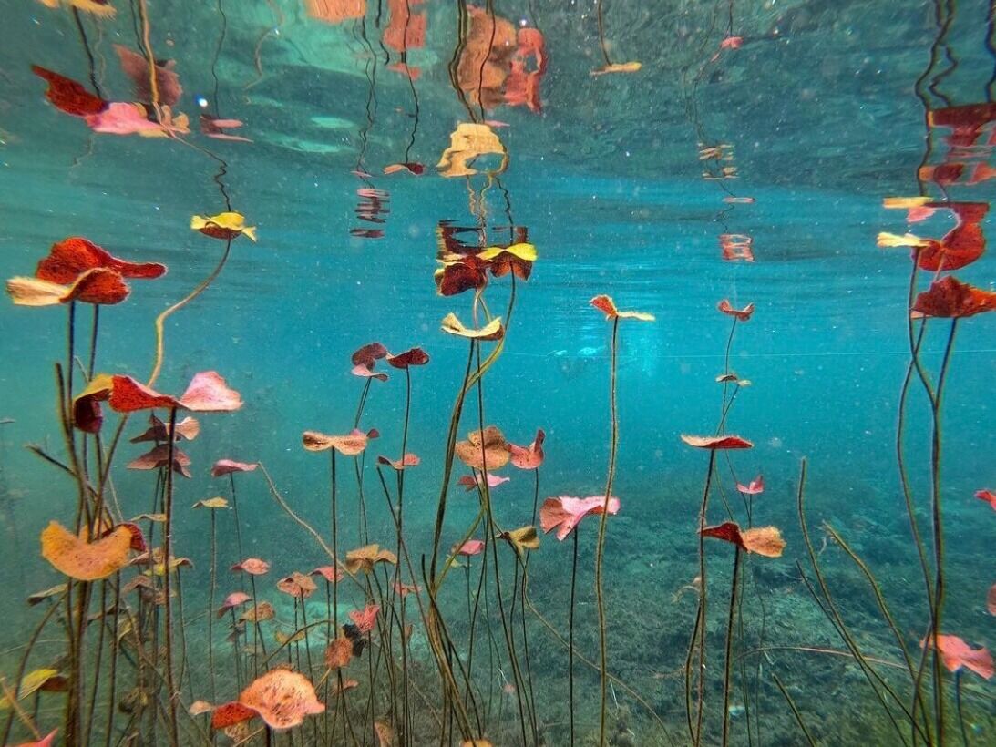 Picture of Caladesi Island State Park