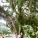 Elegant Dillingham Ranch Outdoor Wedding