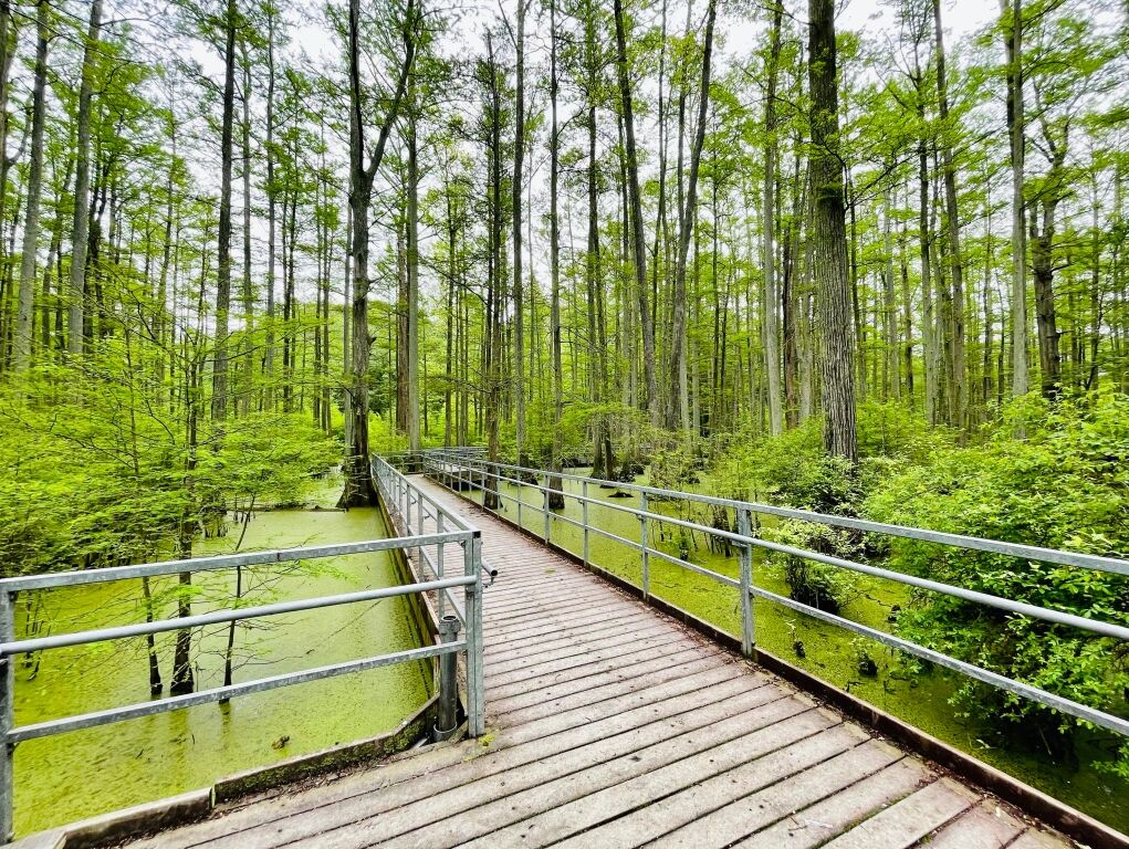 Picture of Heron Pond Trail