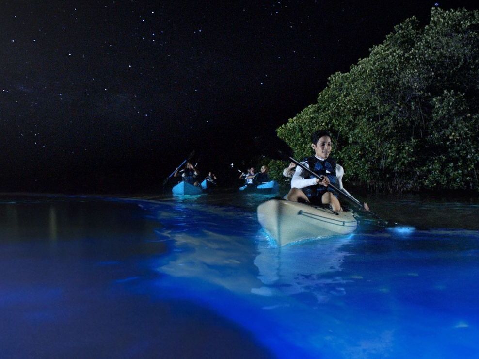 Picture of Bioluminescent Mosquito Bay