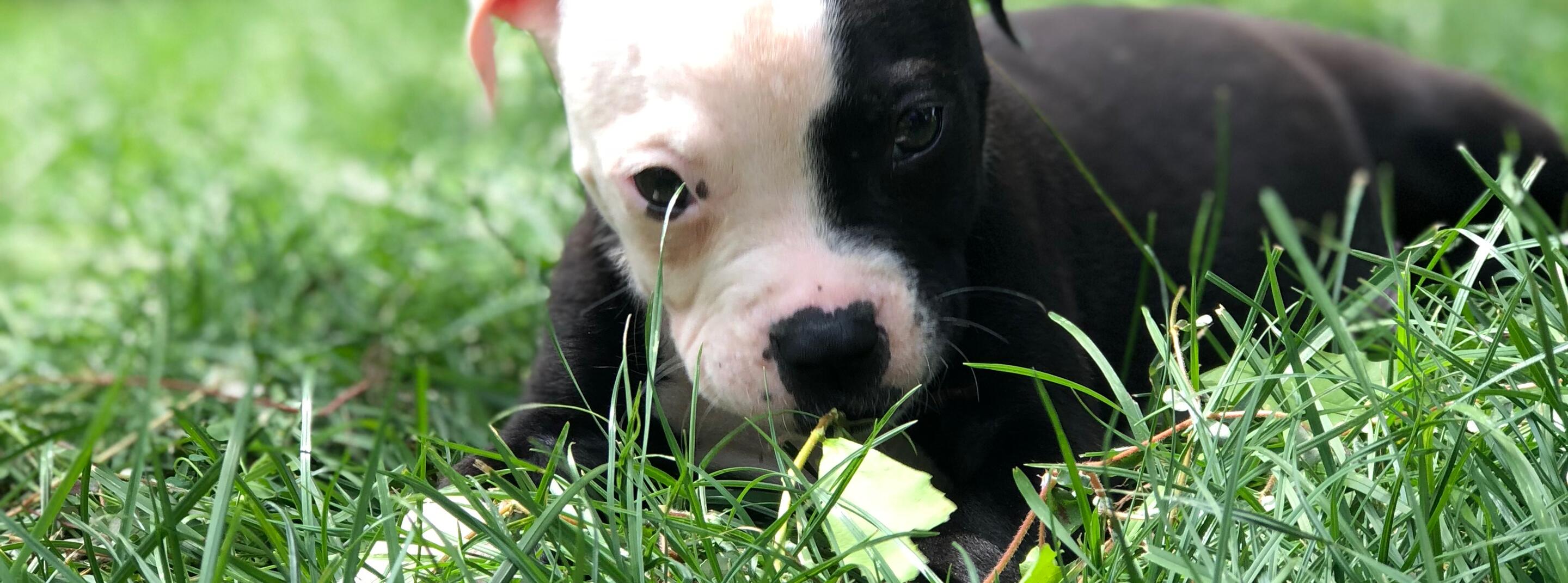 Picture of Our Little Dexter