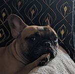 Widget