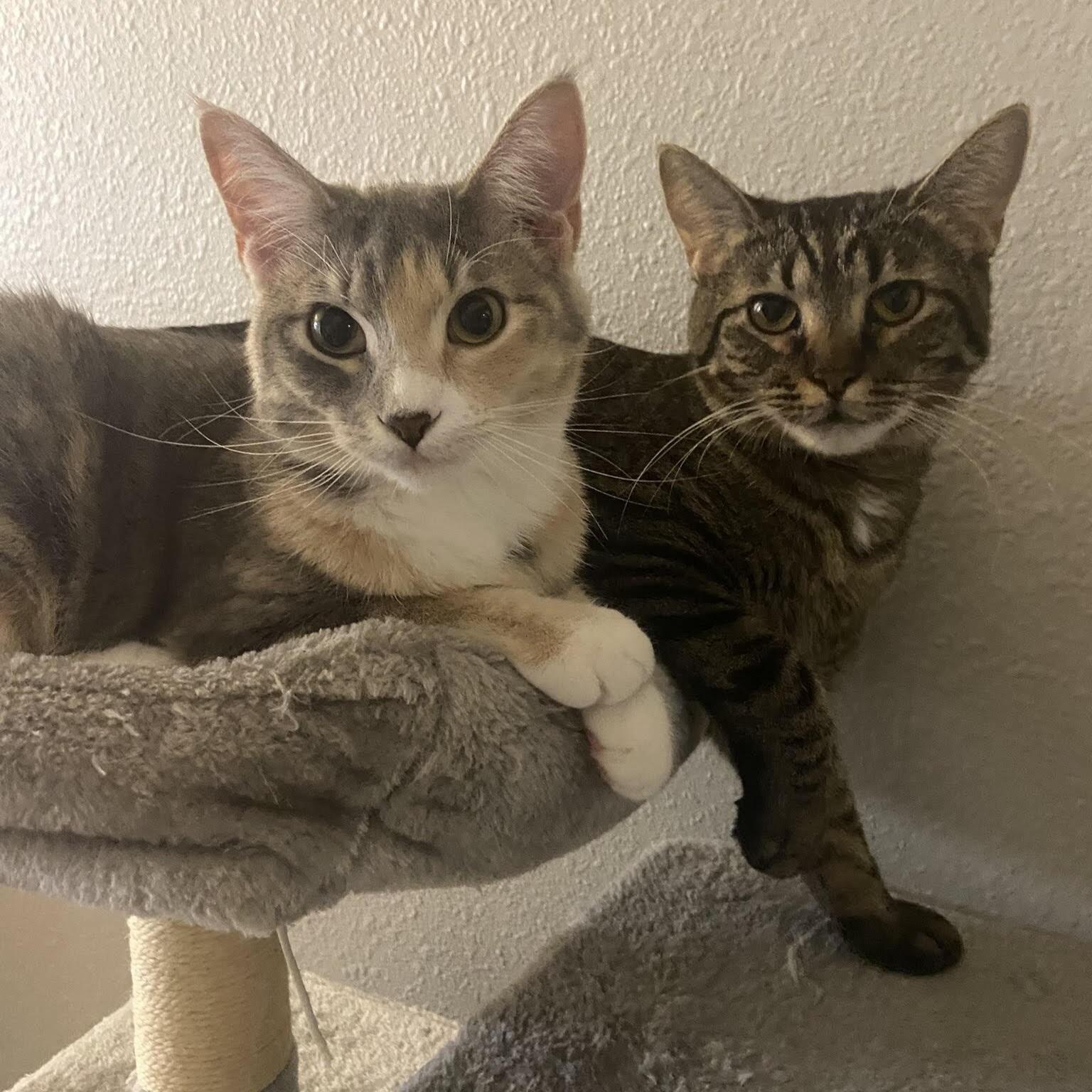Komi & Maomao together on their cat tree. While we don't have many pictures of us during our time in Oklahoma, we do have an abundant amount of the fur babies! 