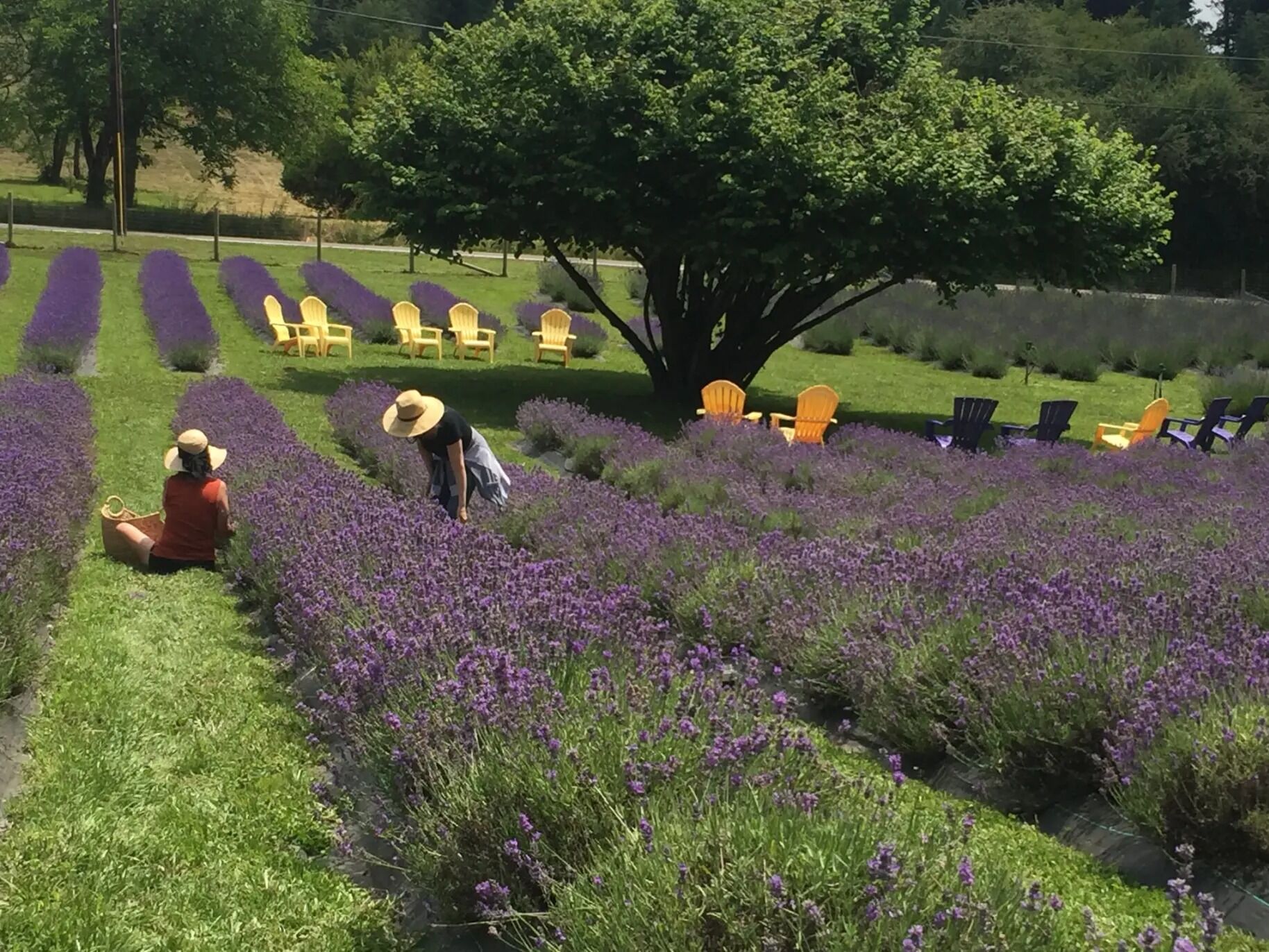 Picture of Bates Lavender Farm