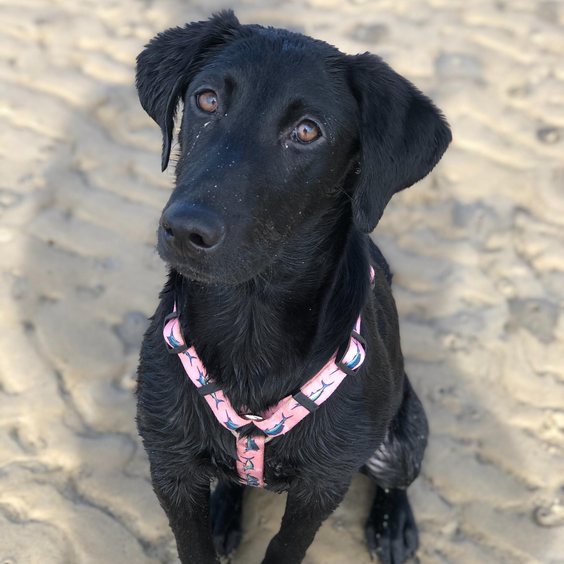 Isla