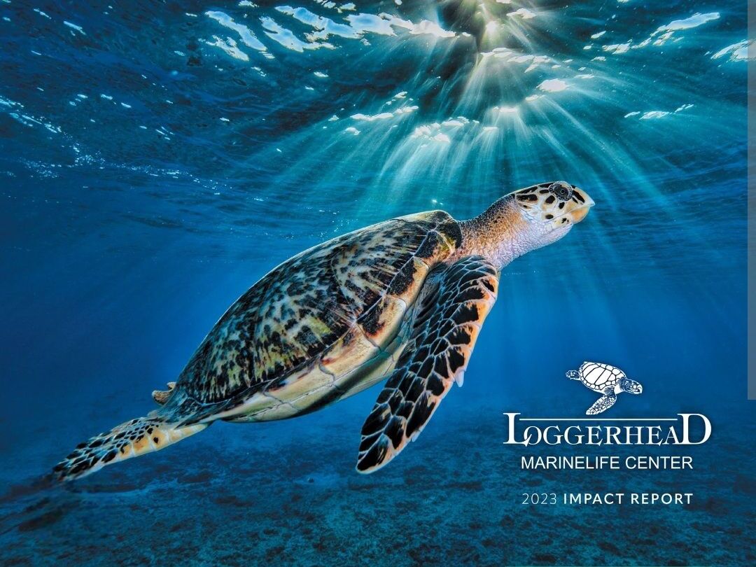 Picture of Loggerhead Marinelife Center