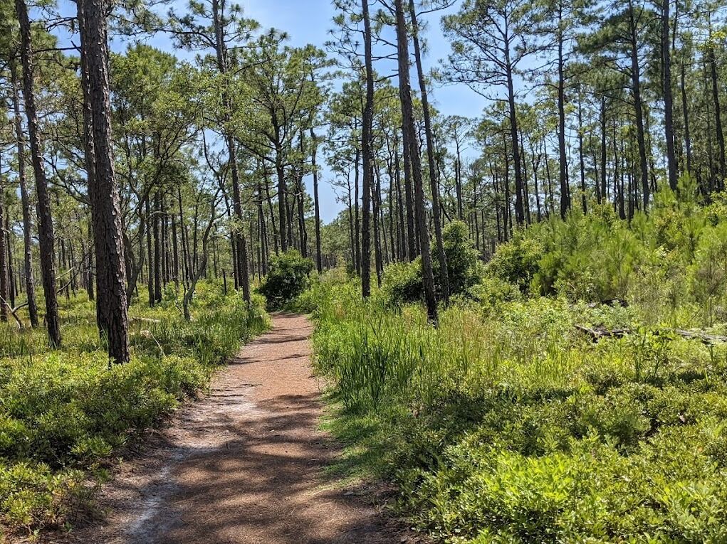 Picture of Carolina Beach State Park