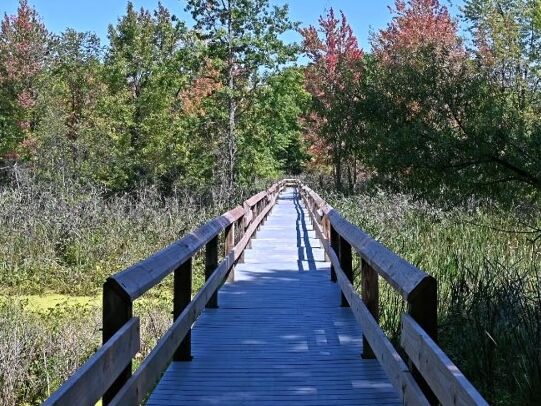Picture of Howland Wildlife Preserve Trail Boardwalk