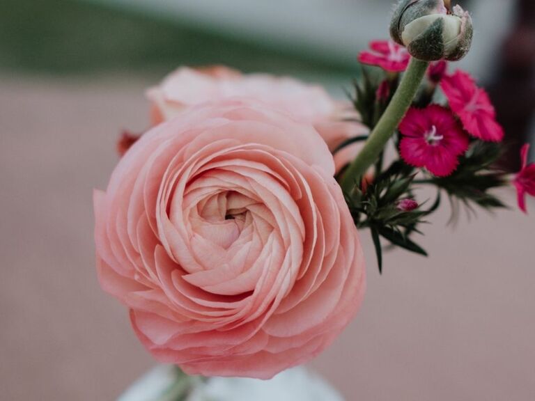 pink ranunculus flower