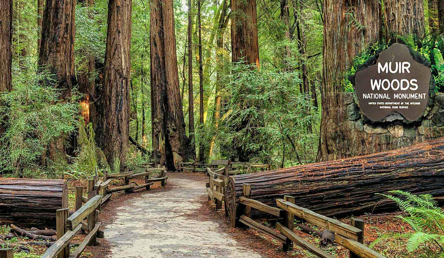 Picture of Muir Woods National Monument