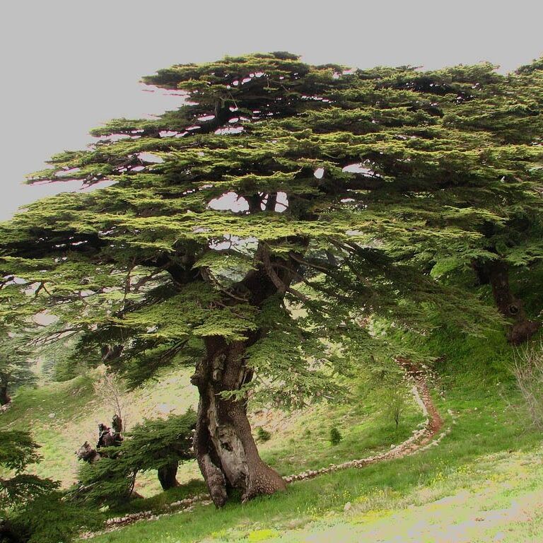 Picture of Cedars of God 