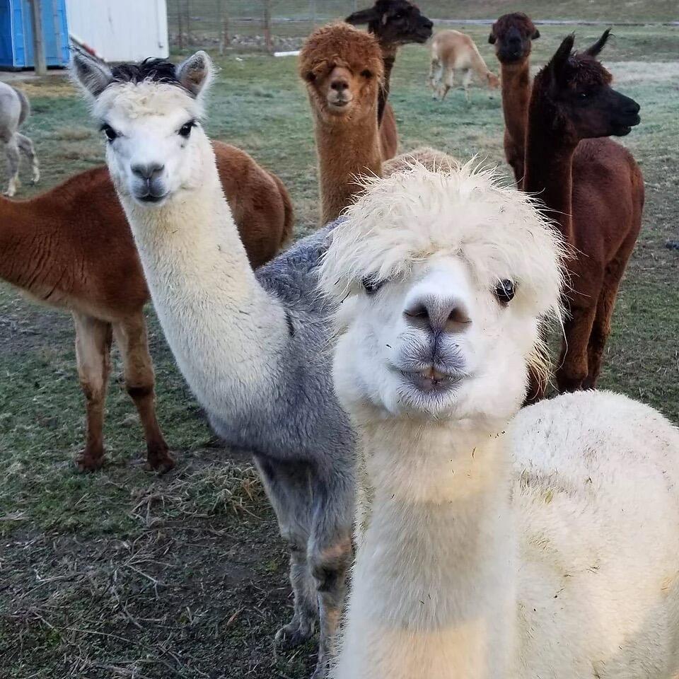 Picture of Silver Fox Farm Alpacas