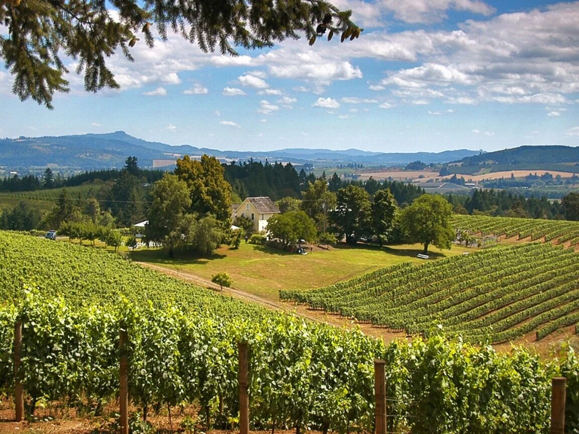 Picture of East Willamette Valley Wine Region