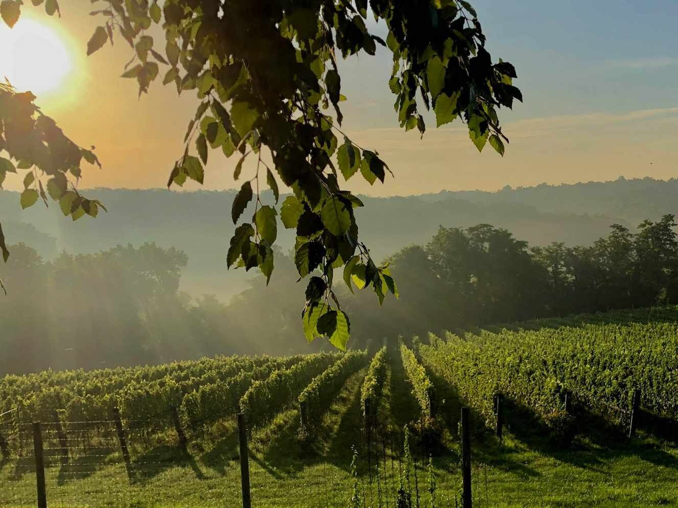 Picture of DC Wine Country