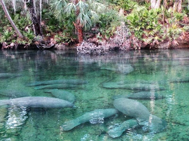 Picture of Jackson Blue Springs
