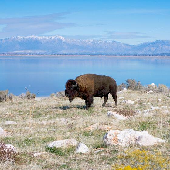Picture of Antelope Island (1 hour drive)