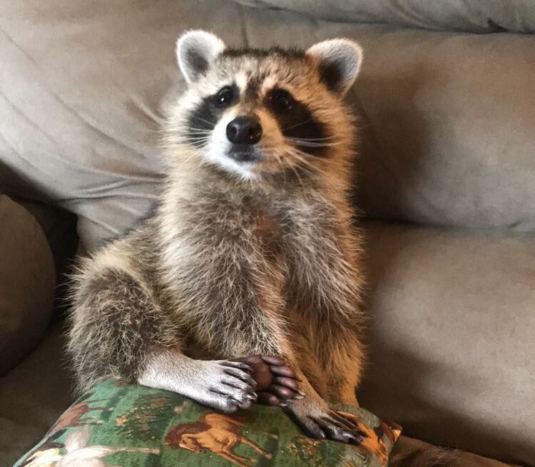 Picture of Zorro the Raccoon 