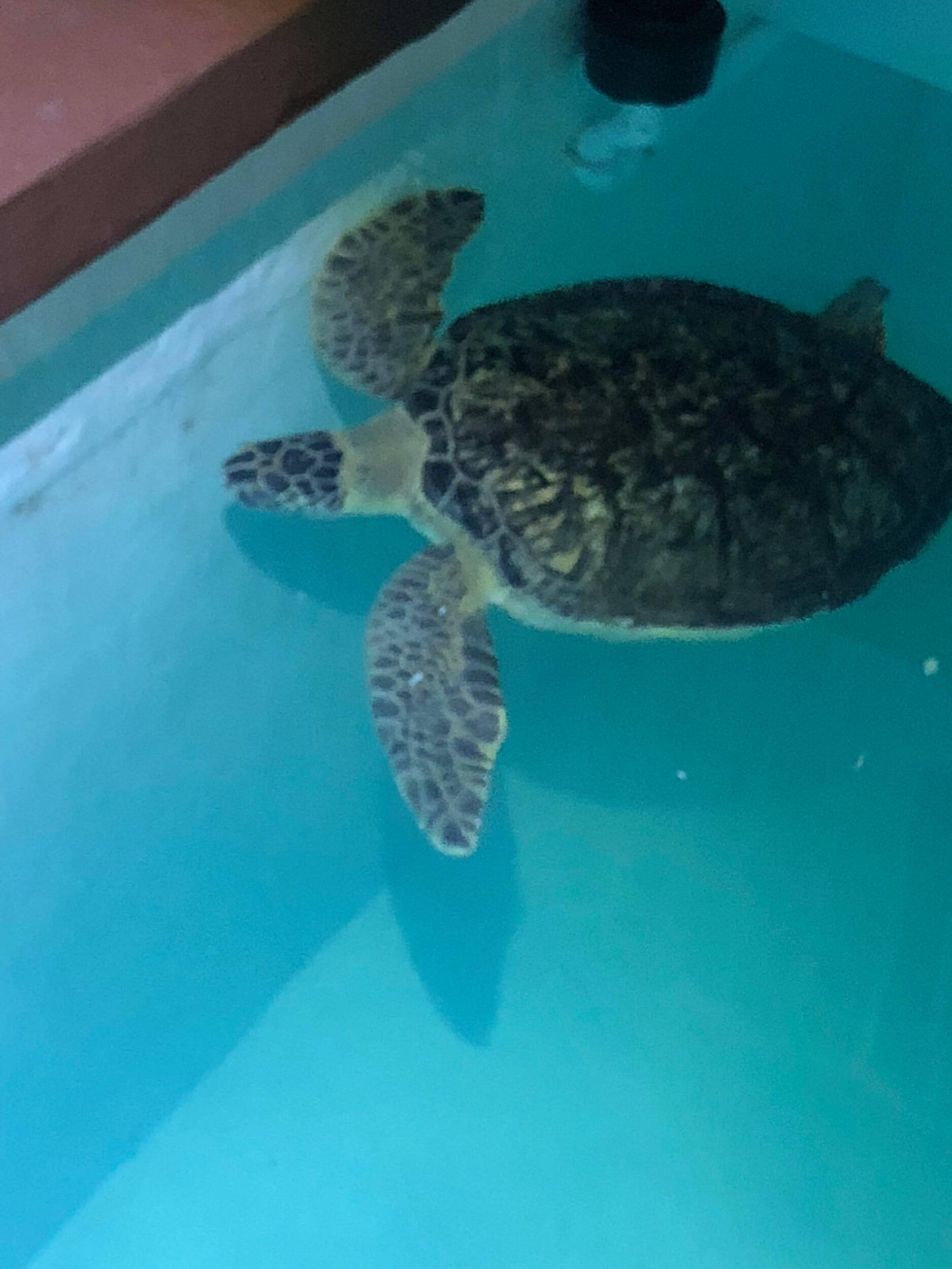 Picture of Clearwater Marine Aquarium