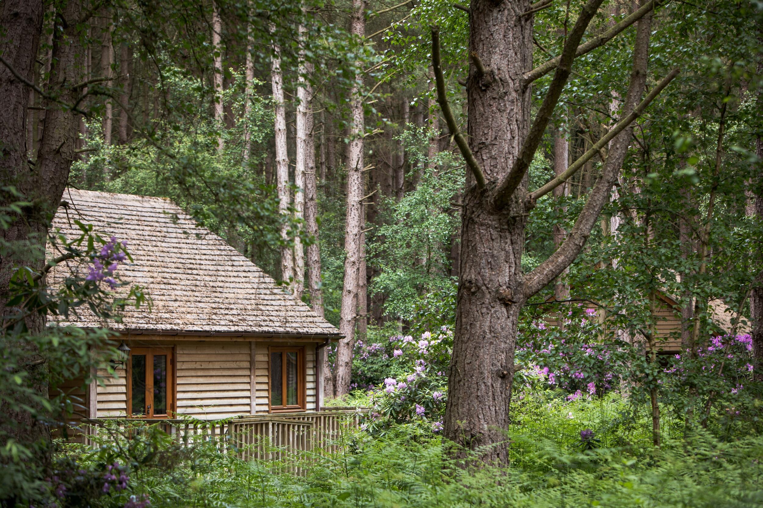Picture of Griffon Forest Holiday Lodges