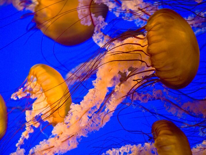 Picture of Monterey Bay Aquarium