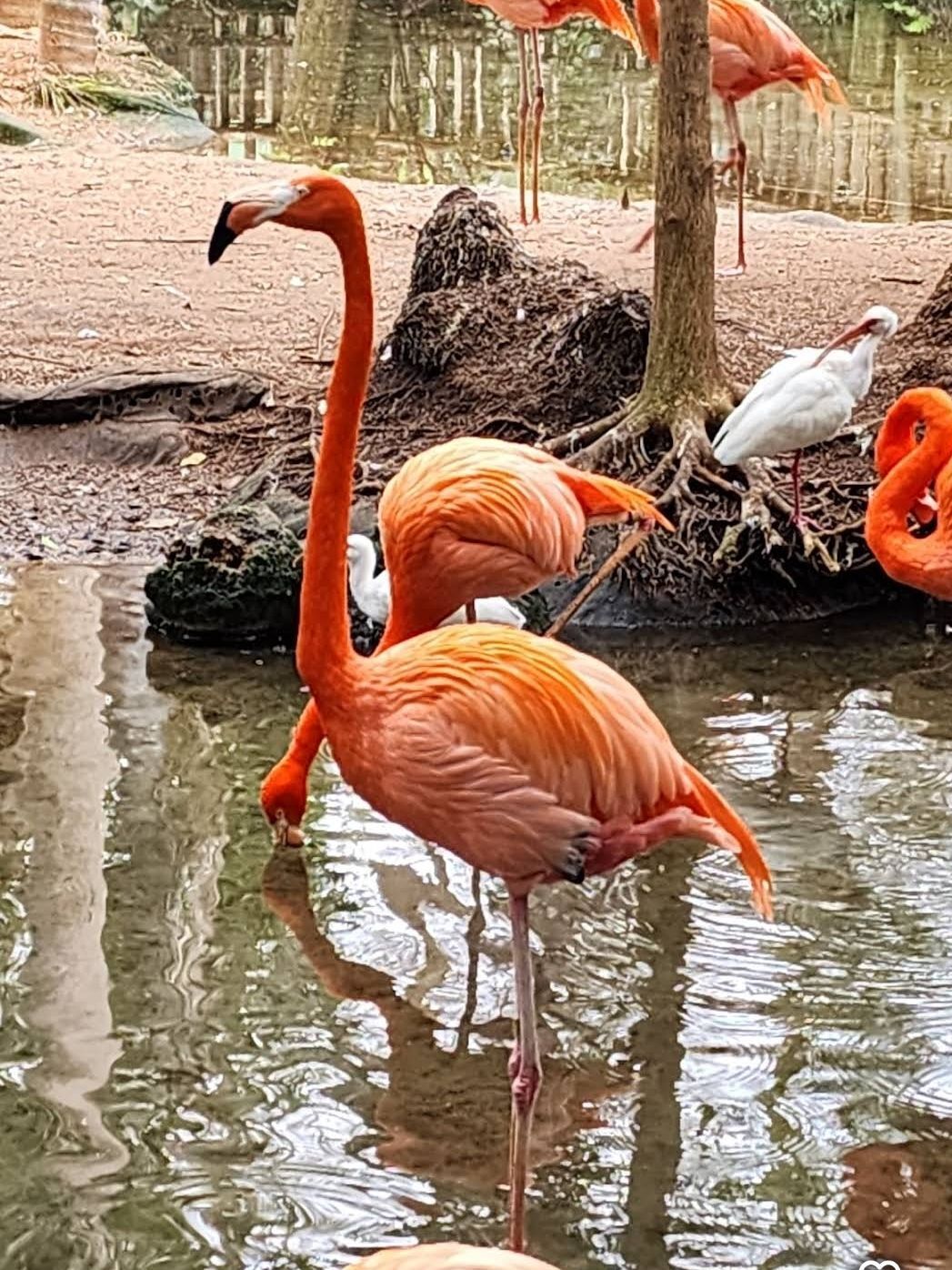 Picture of Palm Beach Zoo