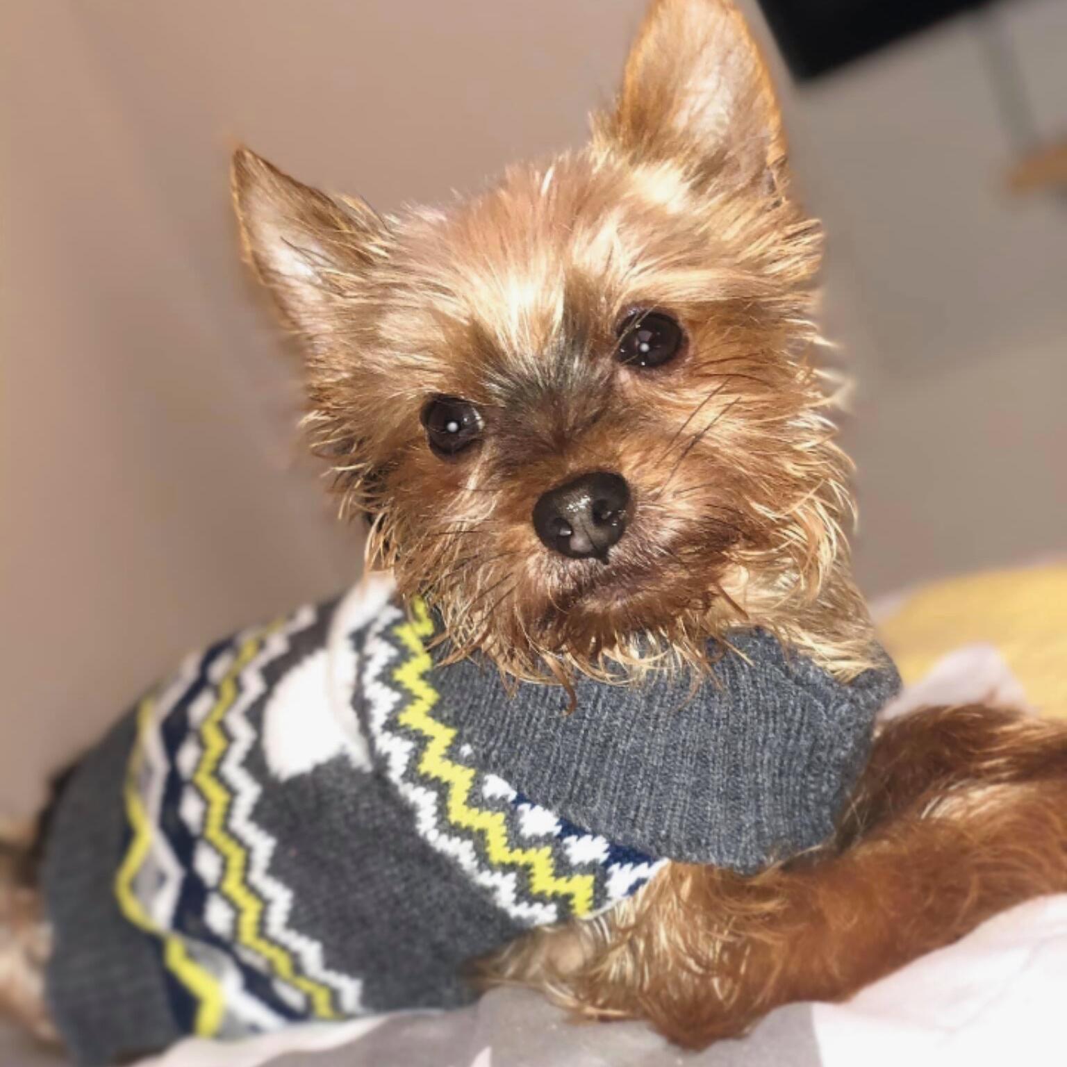 Teddy